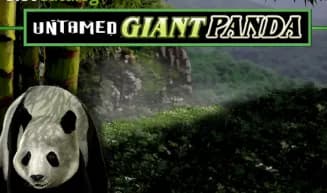 Untamed Giant Panda Review